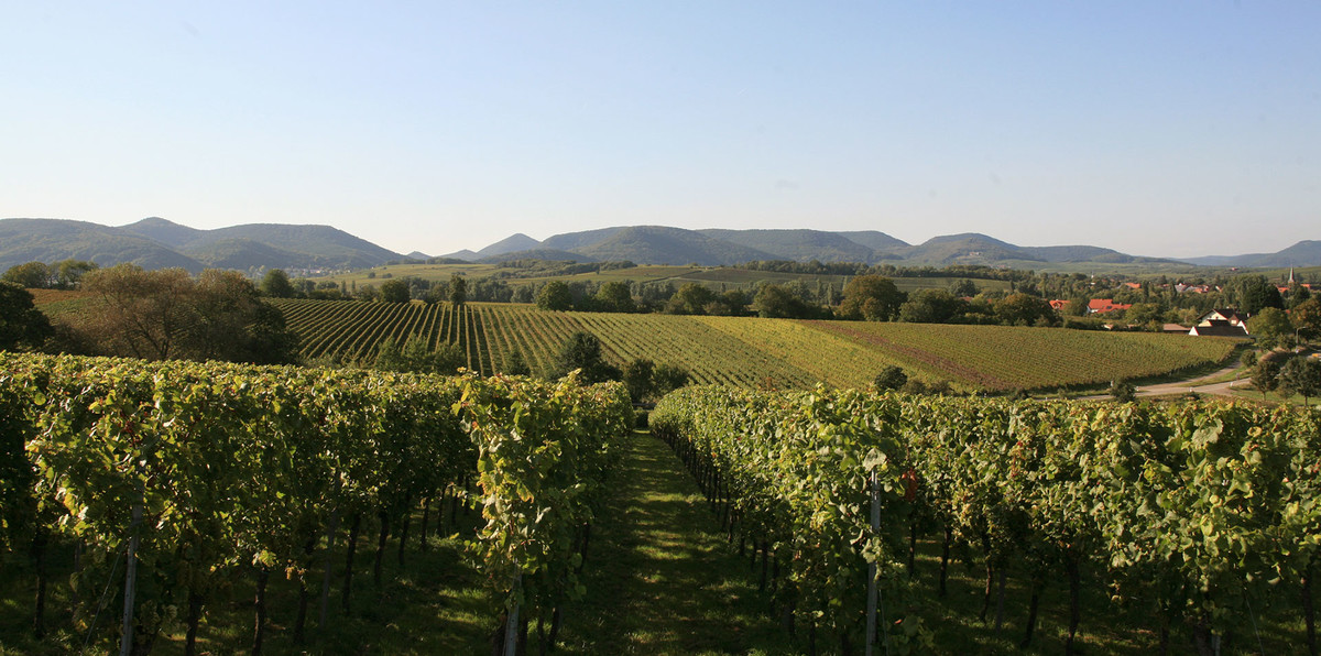 Bild | © Weingut Rinck-Wüst GbR