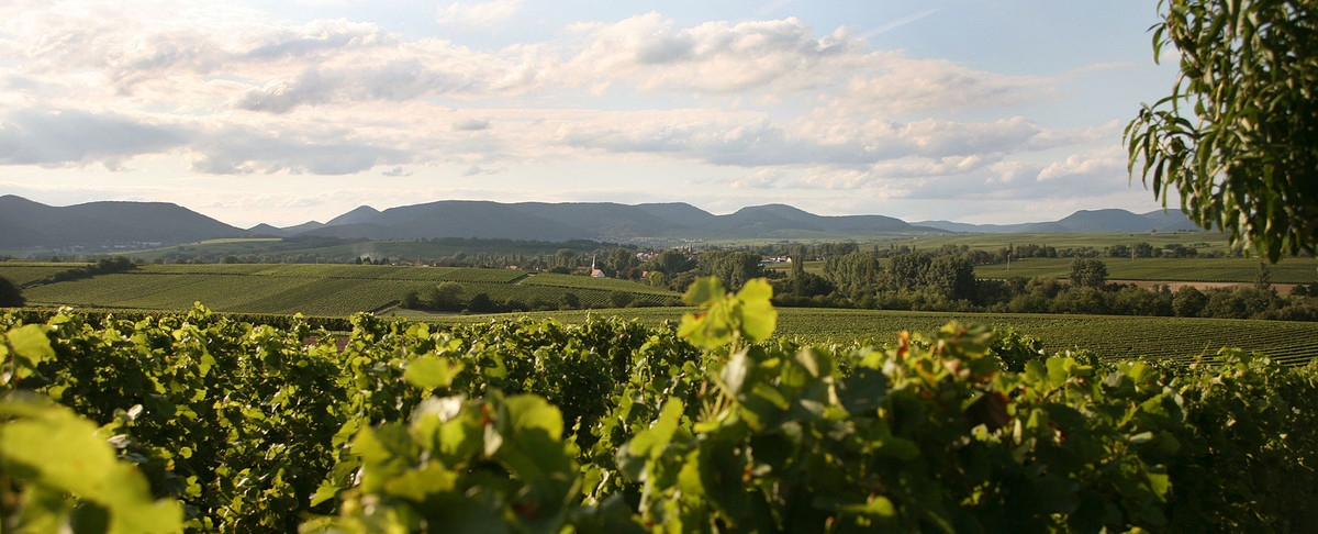 Bild | © Weingut Rinck-Wüst GbR