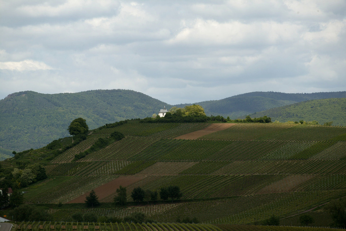 Bild | © Weingut Rinck-Wüst GbR