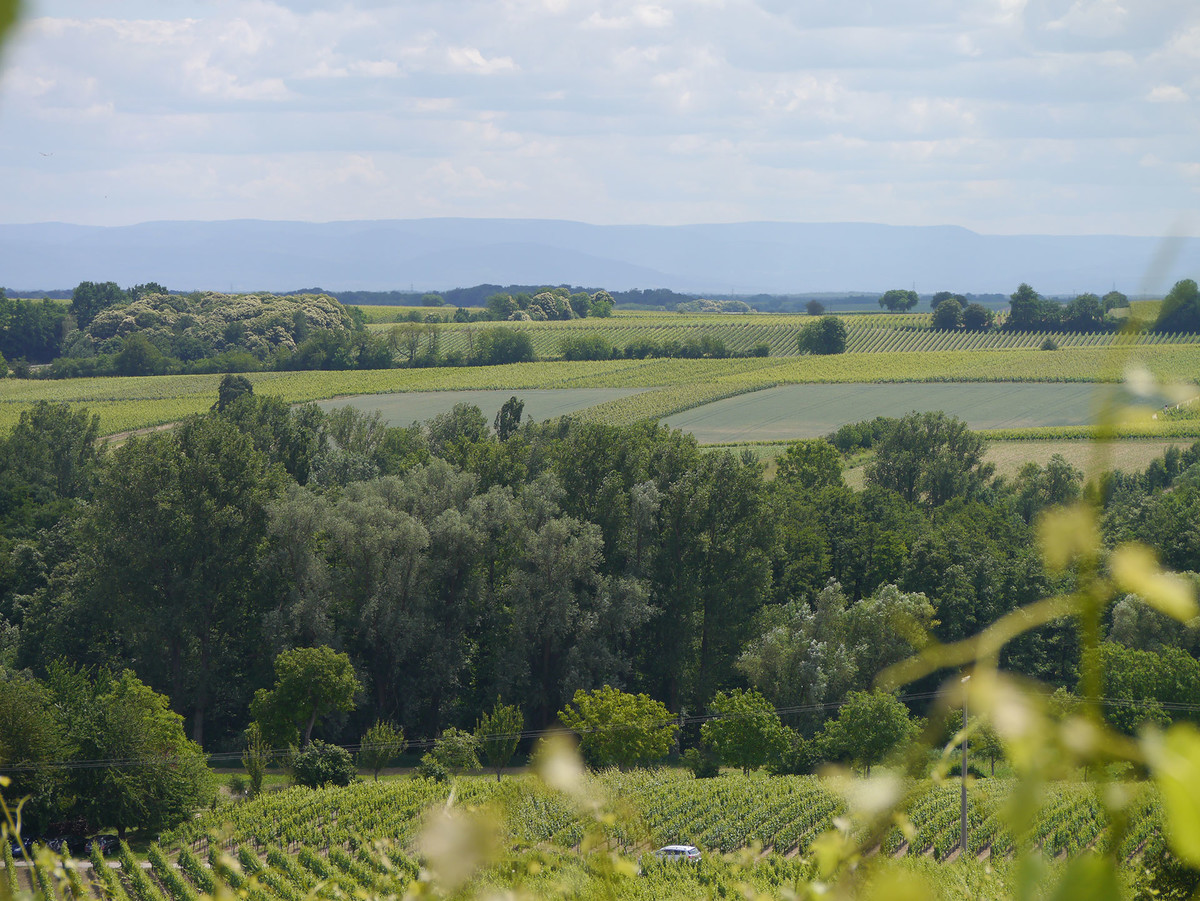 Bild | © Weingut Rinck-Wüst GbR