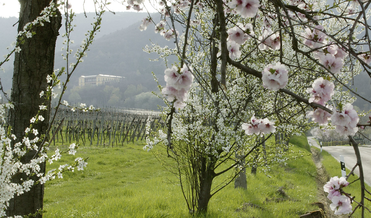 Bild | © Weingut Rinck-Wüst GbR