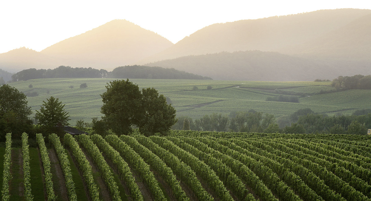 Bild | © Weingut Rinck-Wüst GbR